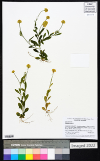 Polygala lutea image