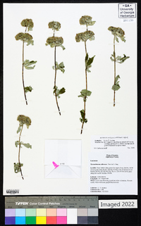 Pycnanthemum albescens image