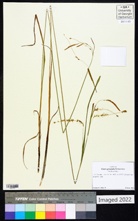 Carex gynandra image