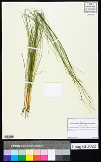 Carex leptalea var. leptalea image