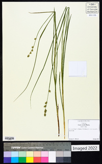 Carex ruthii image