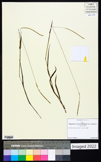 Paspalum setaceum var. setaceum image