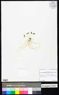 Gratiola amphiantha image