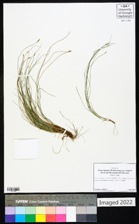 Carex leptalea var. harperi image