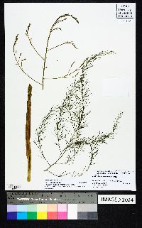 Asparagus officinalis image