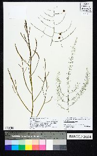 Asparagus denudatus image