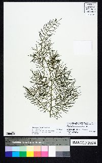 Asparagus schoberioides image