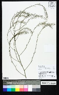 Asparagus officinalis image