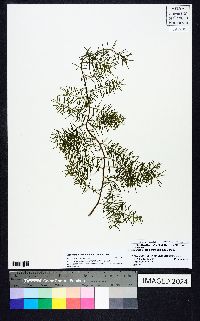 Asparagus cochinchinensis image