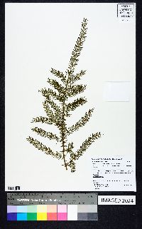 Asparagus filicinus image