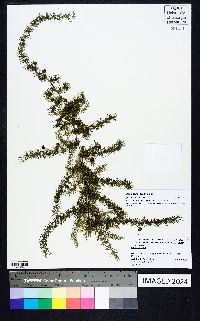 Asparagus cooperi image