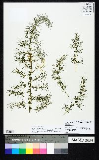 Image of Asparagus verticillatus
