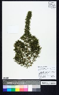 Image of Asparagus suaveolens