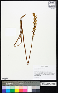 Spiranthes sylvatica image