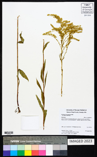 Solidago missouriensis var. fasciculata image