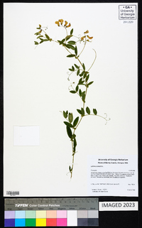 Lathyrus palustris image