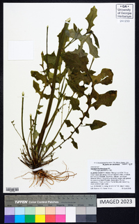 Youngia japonica image