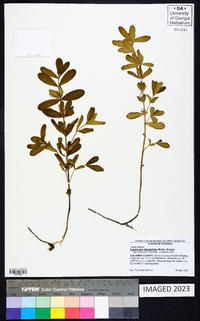 Dyschoriste oblongifolia image