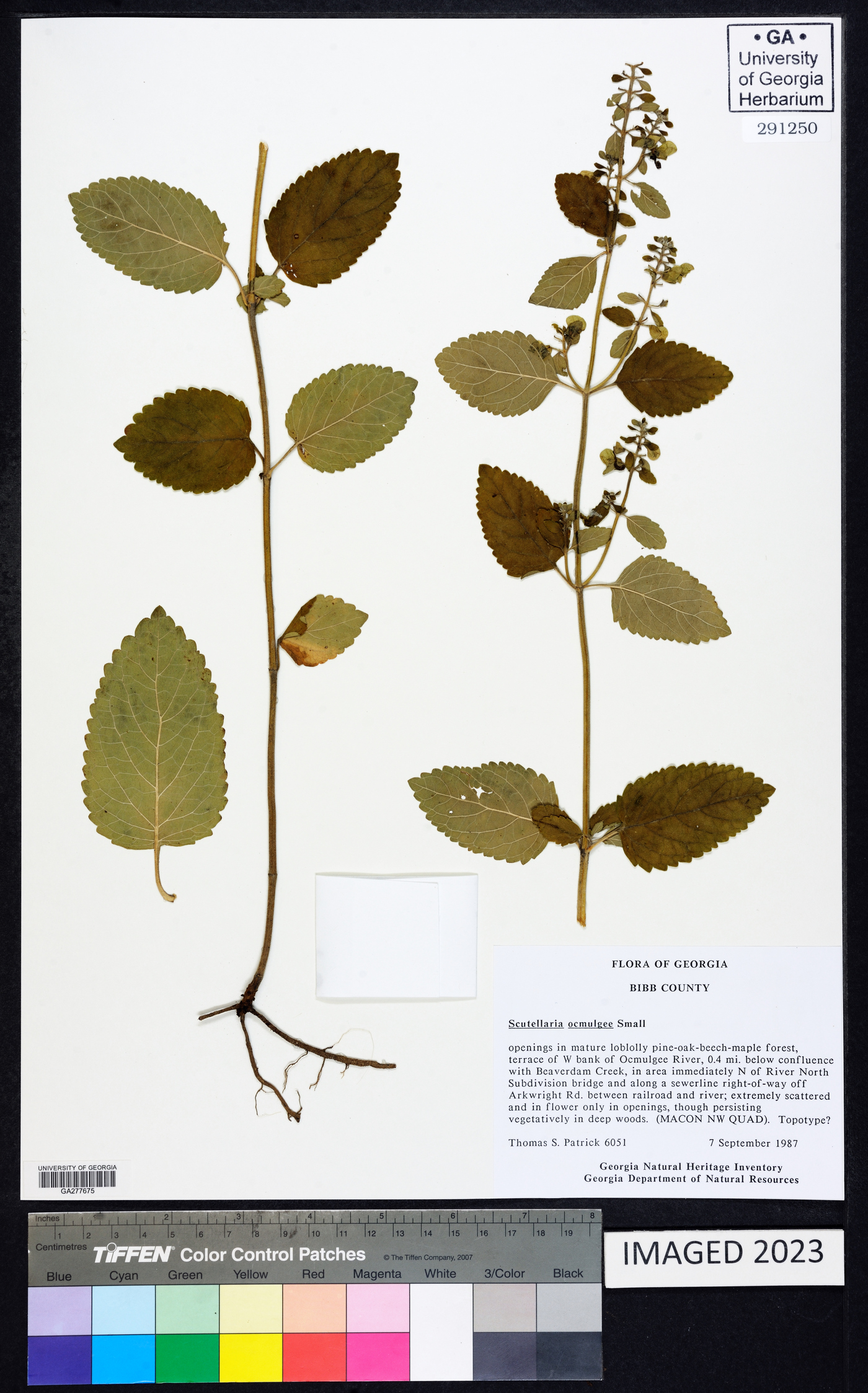 Scutellaria ocmulgee image