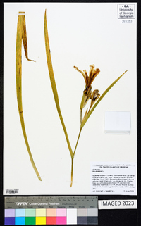 Iris virginica image