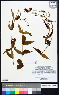 Jamesianthus alabamensis image