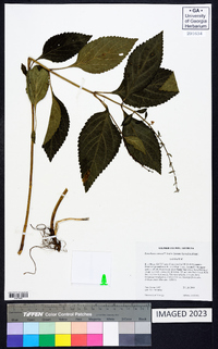 Scutellaria serrata image