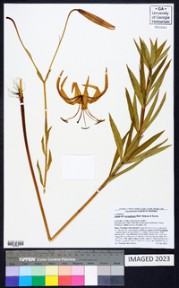 Lilium pyrophilum image