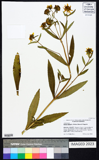 Bidens laevis image