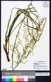 Stenanthium gramineum var. gramineum image