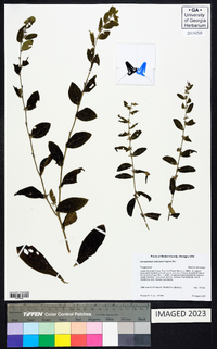 Lithospermum tuberosum image