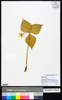 Trillium flexipes image