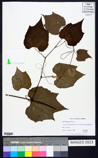 Vitis bourgaeana image