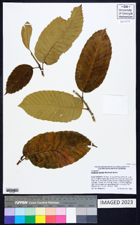 Castanea dentata image