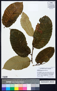 Castanea dentata image