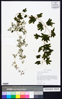 Lygodium palmatum image