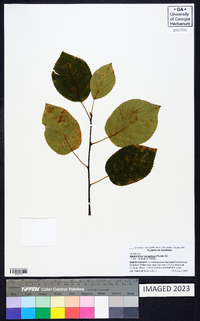 Amelanchier sanguinea image