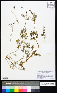 Chaerophyllum procumbens image