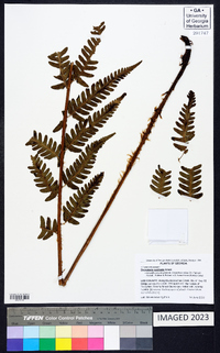 Dryopteris australis image