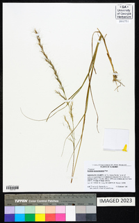 Aristida purpurascens image