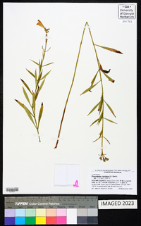 Physostegia virginiana image