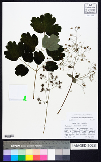 Thalictrum coriaceum image