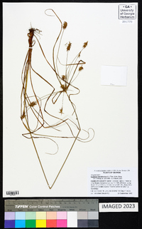 Cyperus retrofractus image