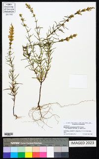 Dicerandra odoratissima image