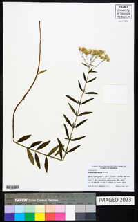 Eupatorium mohrii image