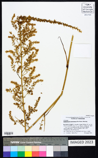 Stenanthium gramineum image