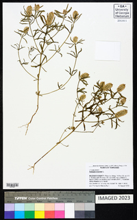 Polygala cruciata image