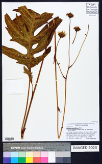 Silphium pinnatifidum image