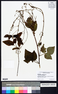 Desmodium viridiflorum image