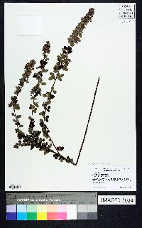 Lespedeza stuevei image