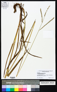 Paspalum floridanum image